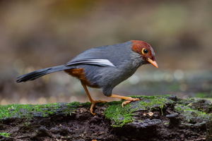 Chestnut-hooded Laughingthrush (Pterorhinus treacheri) (3)