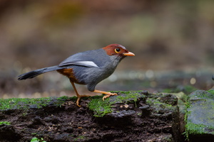 Chestnut-hooded Laughingthrush (Pterorhinus treacheri) (4)