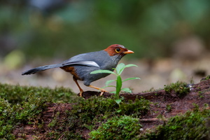 Chestnut-hooded Laughingthrush (Pterorhinus treacheri) (5)