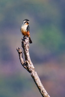 Collared falconet (Microhierax caerulescens) (1)