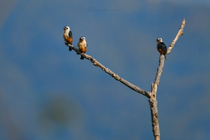 Collared falconet (Microhierax caerulescens) (2)
