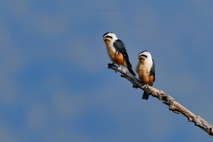 Collared falconet (Microhierax caerulescens) (3)