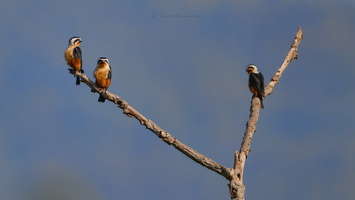 Collared falconet (Microhierax caerulescens)