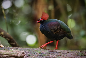 Crested partridge (Rollulus rouloul)  (6)