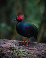 Crested partridge (Rollulus rouloul) (2)