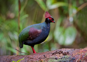 Crested Partridge (Rollulus rouloul)01 (2)