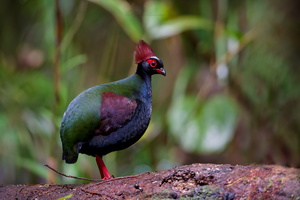 Crested Partridge (Rollulus rouloul)01 (4)