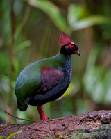 Crested Partridge (Rollulus rouloul)01 (3)