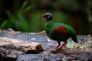 Crested Partridge (Rollulus rouloul)01 (5)