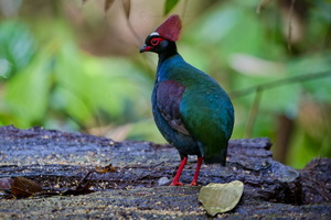 Crested Partridge (Rollulus rouloul)01 (6)