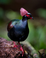 Crested Partridge (Rollulus rouloul)01 (7)