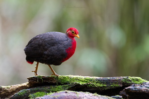 Crimson-headed Partridge (Haematortyx sanguiniceps) (1)