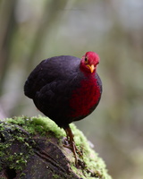 Crimson-headed Partridge (Haematortyx sanguiniceps) (2)