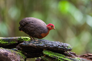 Crimson-headed Partridge (Haematortyx sanguiniceps) (F)