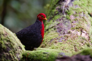 Crimson-headed Partridge (Haematortyx sanguiniceps) (4)