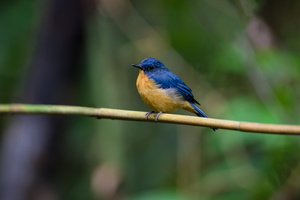 Dayak Blue Flycatcher (Cyornis montanus) (1)