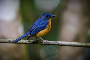 Dayak Blue Flycatcher (Cyornis montanus) (2)