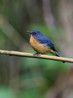 Dayak Blue Flycatcher (Cyornis montanus) (3)