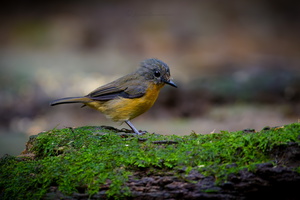 Dayak Blue Flycatcher (Cyornis montanus) (5)