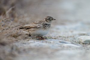 Eurasian Skylark (Alauda arvensis) (2)