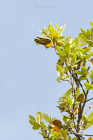 Fire-capped tit (Cephalopyrus flammiceps)  (1)