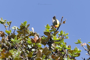 Fire-capped tit (Cephalopyrus flammiceps)  (2)