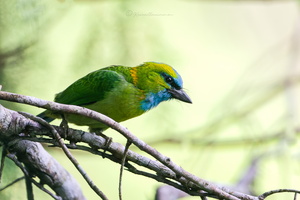 Golden-naped Barbet (Psilopogon pulcherrimus) (2)