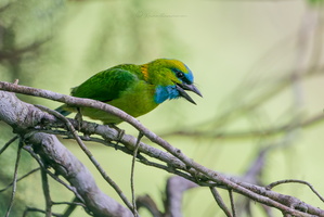 Golden-naped Barbet (Psilopogon pulcherrimus) (3)