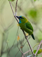 Golden-naped Barbet (Psilopogon pulcherrimus) (4)