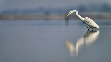 Great egret (Ardea alba)