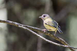 Green shrike-babbler (Pteruthius xanthochlorus) (1)