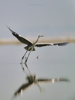 Grey heron (Ardea cinerea) (1)