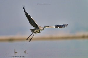 Grey heron (Ardea cinerea) (2)