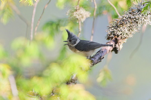 Grey-crested tit (Lophophanes dichrous) (1)