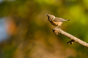 Grey-crested tit (Lophophanes dichrous) (2)