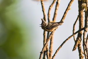 Grey-crested tit (Lophophanes dichrous) (3)