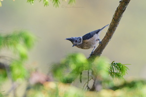 Grey-crested tit (Lophophanes dichrous) (4)