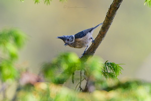 Grey-crested tit (Lophophanes dichrous) (5)