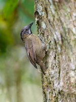 Grey-throated babbler (Stachyris nigriceps) (2)
