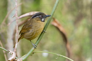 Grey-throated babbler (Stachyris nigriceps) (3)