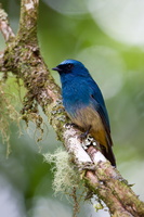 Indigo Flycatcher (Eumyias indigo) (1)
