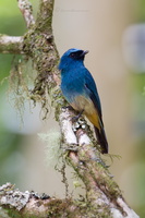 Indigo Flycatcher (Eumyias indigo) (2)