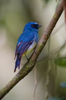 Indigo Flycatcher (Eumyias indigo) (3)