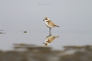 Kentish plover (Charadrius alexandrinus)