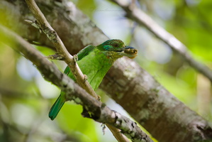 Mountain Barbet (Psilopogon monticola) (2)