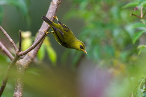 Mountain Black-eye (Chlorocharis emiliae) 