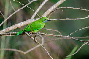 orange-bellied leafbird (Chloropsis hardwickii)