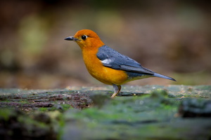 Orange-headed Thrush (Geokichla citrina) (1)