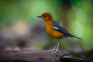 Orange-headed Thrush (Geokichla citrina) (2)