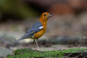 Orange-headed Thrush (Geokichla citrina) (3)